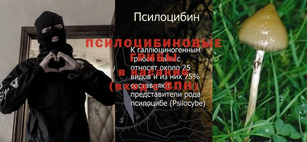 ГАЛЛЮЦИНОГЕННЫЕ ГРИБЫ Ельня